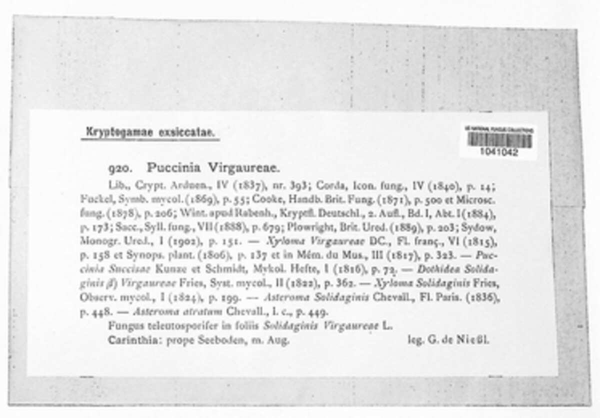 Puccinia virgaureae image